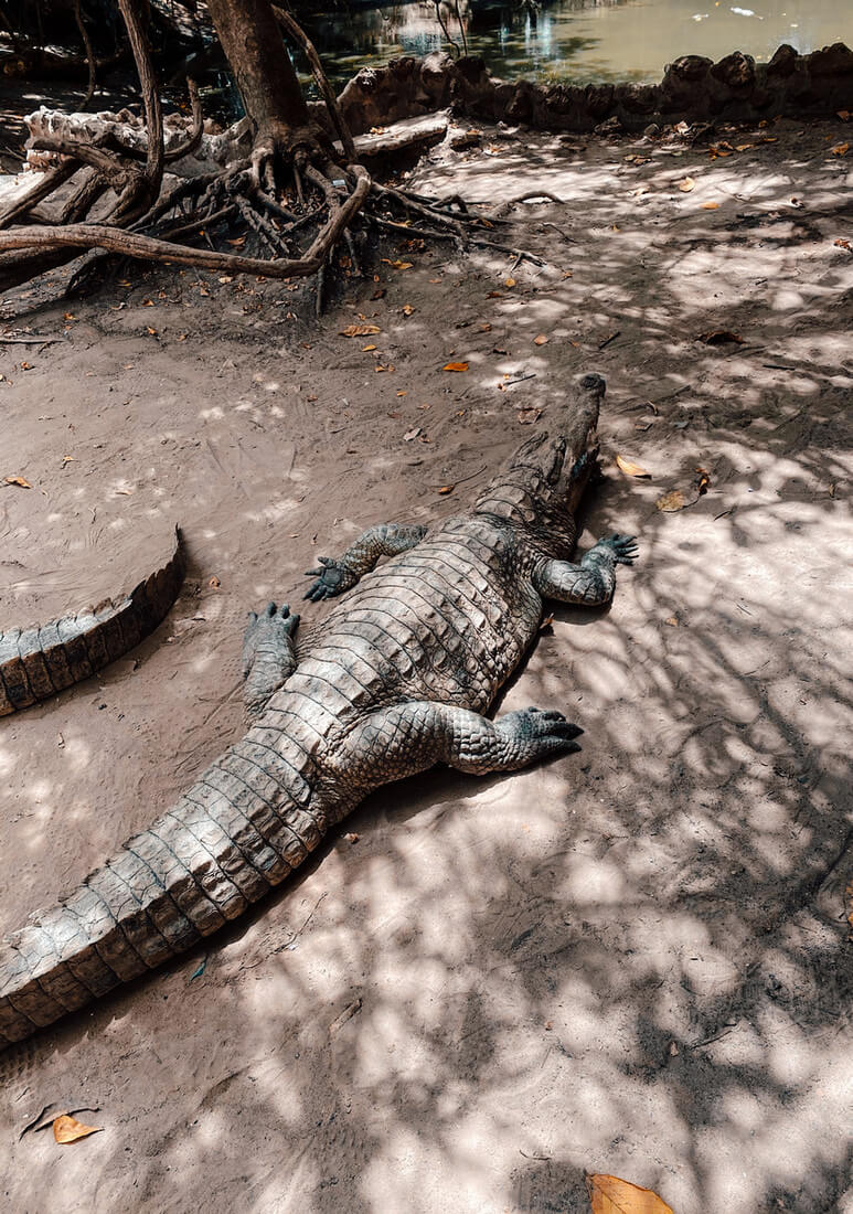 Gambia Kachikally Crocodile Pool (1)