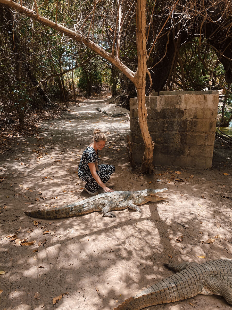 Gambia Kachikally Crocodile Pool