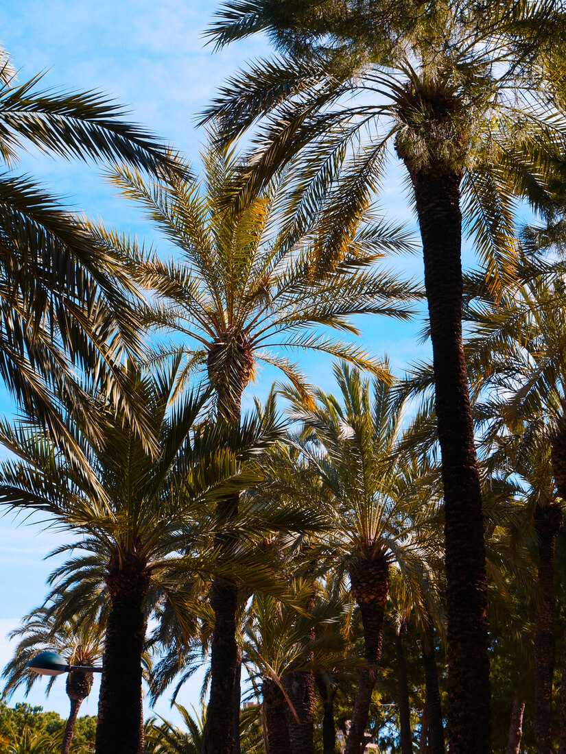 Valencia Jardin del Turia